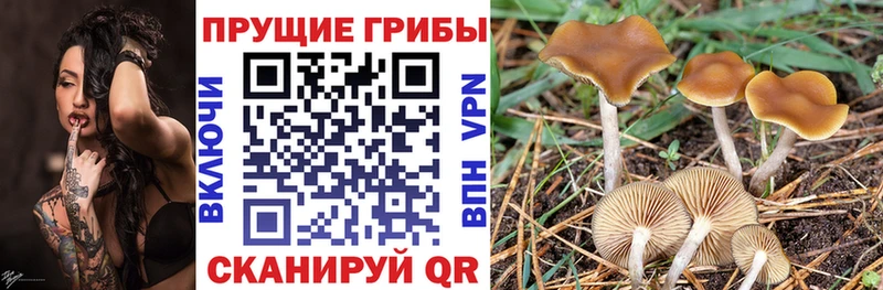 как найти   Талдом  это Telegram  Псилоцибиновые грибы Psilocybine cubensis 